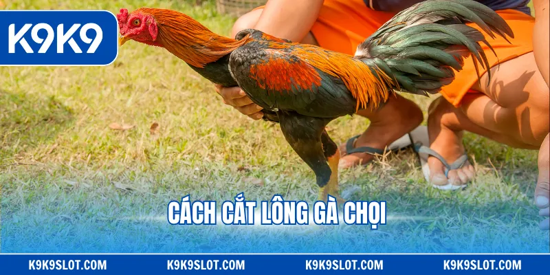 cách cắt lông gà chọi