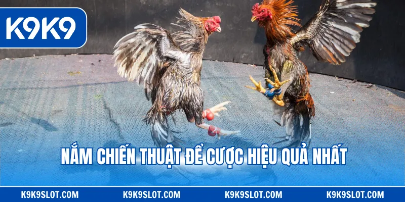 Nắm chiến thuật để cược hiệu quả nhất