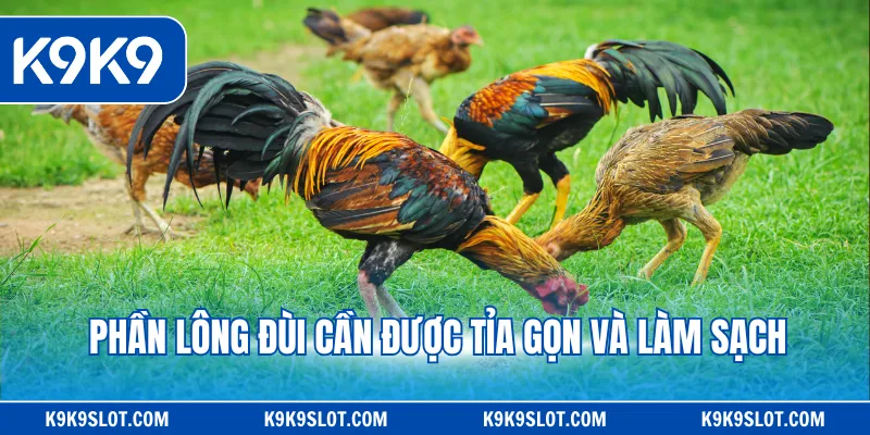 Phần lông đùi cần được tỉa gọn và làm sạch